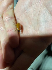 Cyclocephala pasadenae