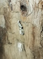 Nemapogon auropulvella