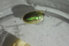 Cassida vittata