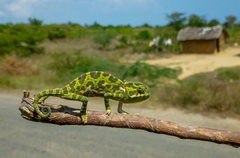 Chamaeleo gracilis