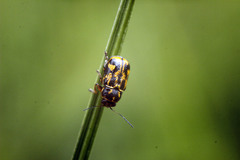 Pachybrachis hieroglyphicus