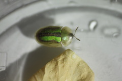 Cassida vittata