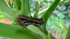 Pedostibes tuberculosus