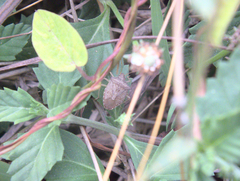 Euschistus