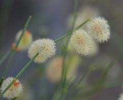 Calligonum mongolicum