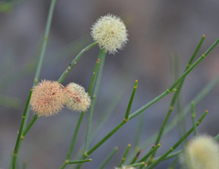 Calligonum mongolicum
