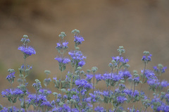 Caryopteris mongholica