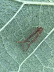 Bactrodes spinulosus