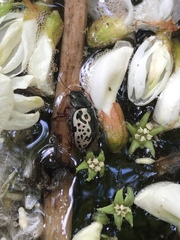 Calligrapha confluens