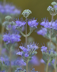 Caryopteris mongholica