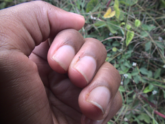 Proctotrupomorpha