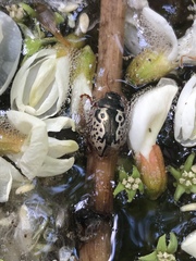 Calligrapha confluens