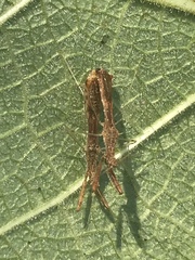 Bactrodes spinulosus