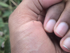 Proctotrupomorpha