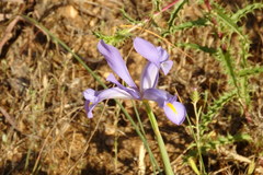 Iris xiphium