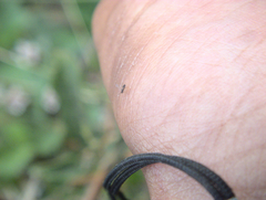 Proctotrupomorpha