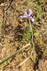 Iris xiphium