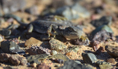 Phrynocephalus versicolor