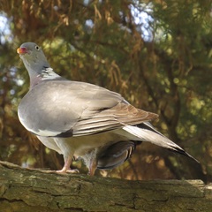 Columba palumbus