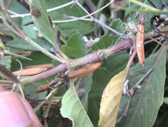 Proctotrupomorpha