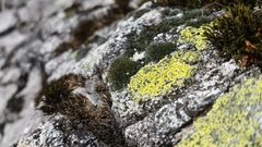 Grimmia alpestris