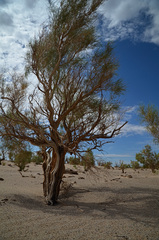 Haloxylon ammodendron