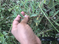 Proctotrupomorpha