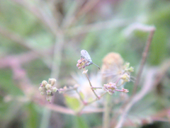 Heteroptera