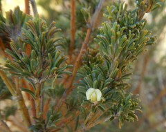 Phyllota pleurandroides