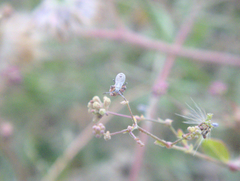Heteroptera