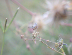 Heteroptera