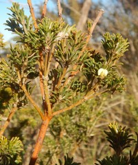 Phyllota pleurandroides