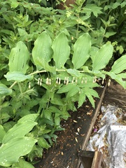 Polygonatum × hybridum