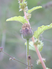 Heteroptera