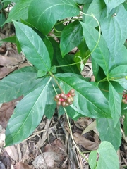 Rauvolfia serpentina