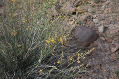 Hoffmannseggia microphylla