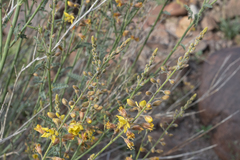 Hoffmannseggia microphylla