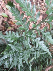 Asplenium lamprophyllum