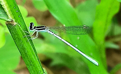 Agriocnemis lacteola