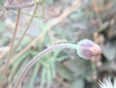 Pentatomomorpha
