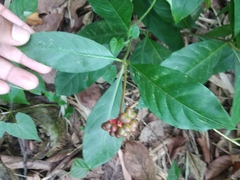 Rauvolfia serpentina