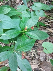 Rauvolfia serpentina