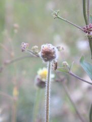 Pentatomomorpha