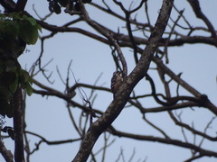 Dendrocopos analis