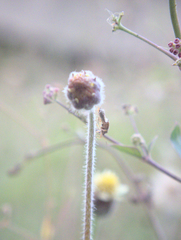 Pentatomomorpha