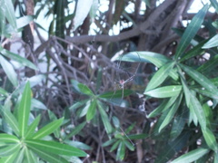 Leucauge argyra