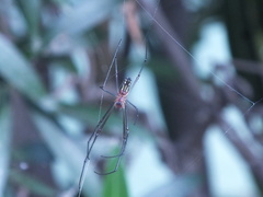 Leucauge argyra