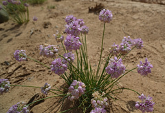 Allium mongolicum