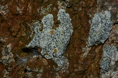 Halegrapha mucronata