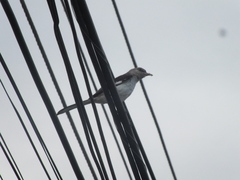 Mimus polyglottos